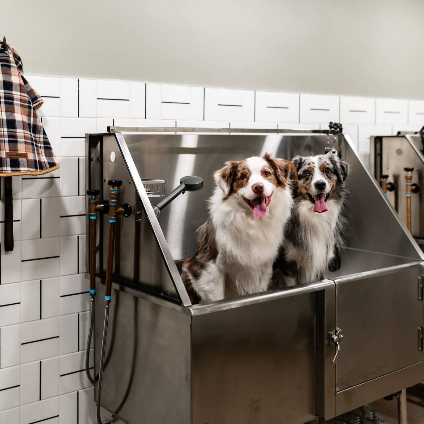 Montaire Student Living Apartments Two dogs stand in a stainless steel grooming tub in a pet wash station, looking out with tongues out.