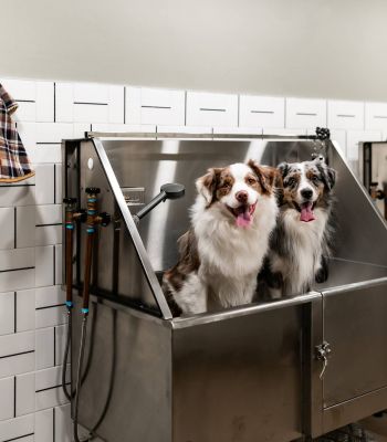 Montaire Student Living Apartments Two dogs stand in a stainless steel grooming tub in a pet wash station, looking out with tongues out.