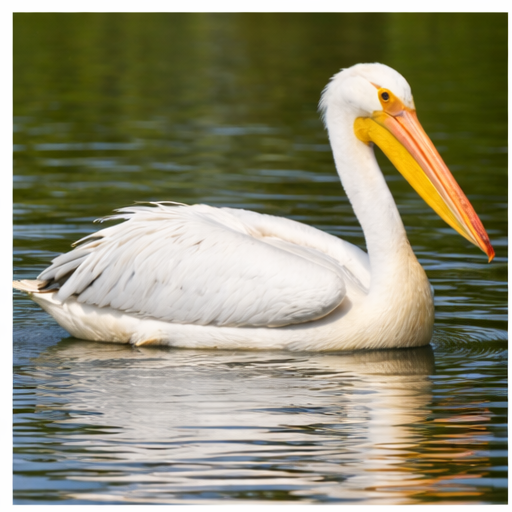 Montaire Student Living Apartments A white pelican with a large yellow bill floats on calm water, reflected in the surface.