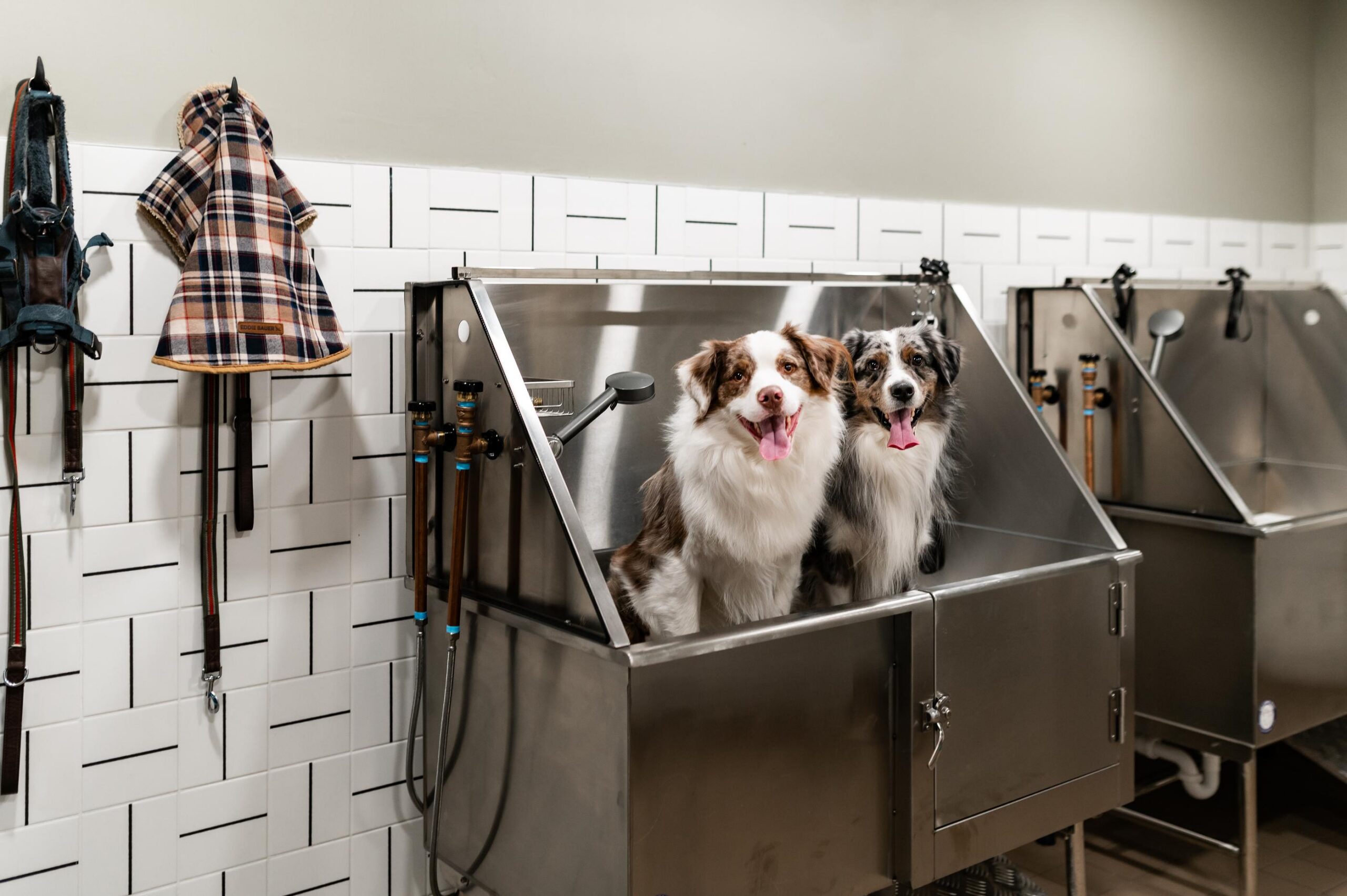 Montaire Student Living Apartments Two happy dogs standing in a stainless steel dog washing tub at a pet grooming facility.