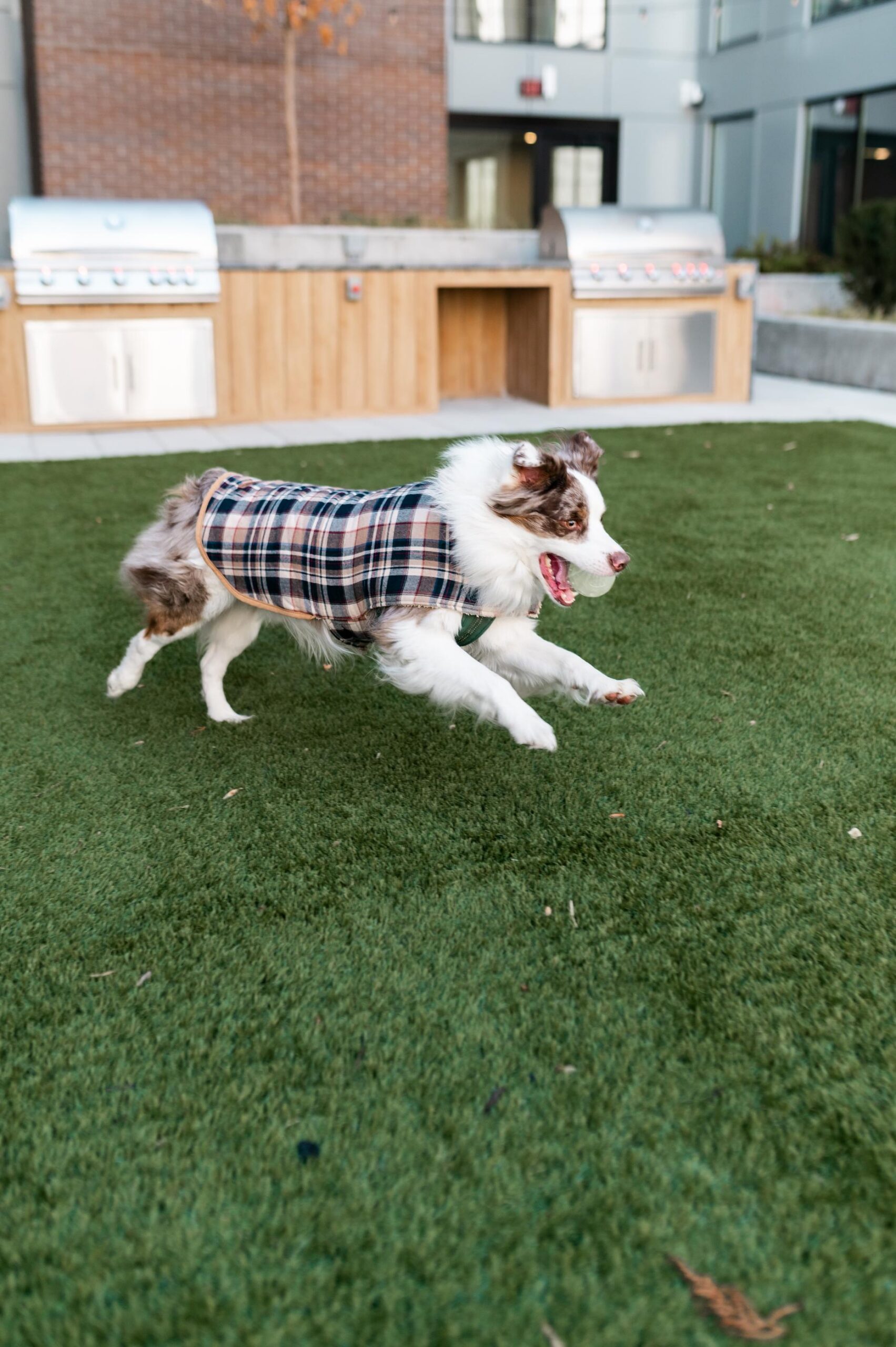 Montaire Student Living Apartments A dog in a plaid coat running on green grass in an outdoor area with grills in the background.